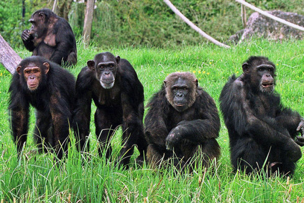 Gombe National Park