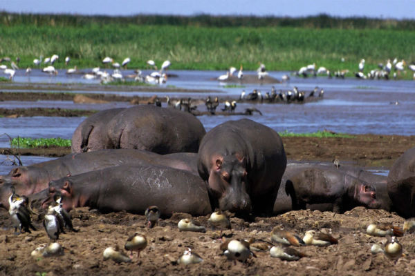 Lake Manyara National Park