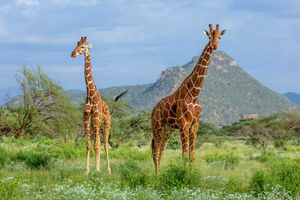 Mkomazi National Park