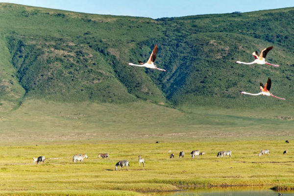 Ngorongoro Conservation Area Authority