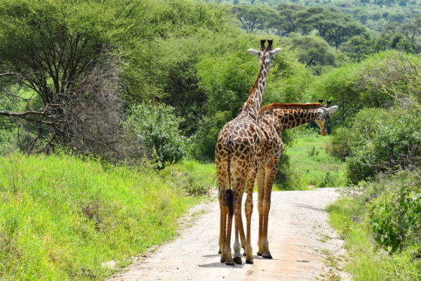Saadani National Park