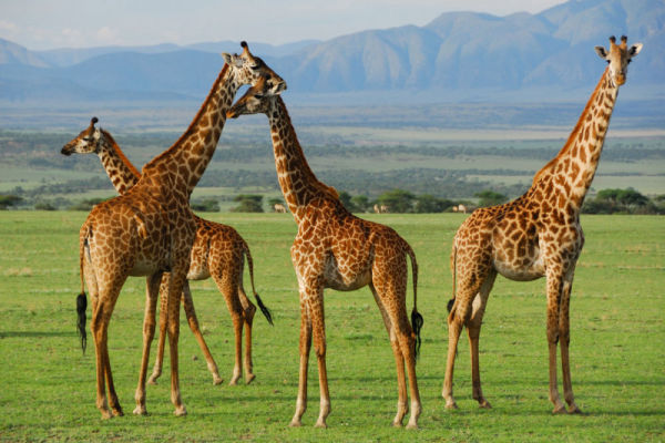 Serengeti National Park