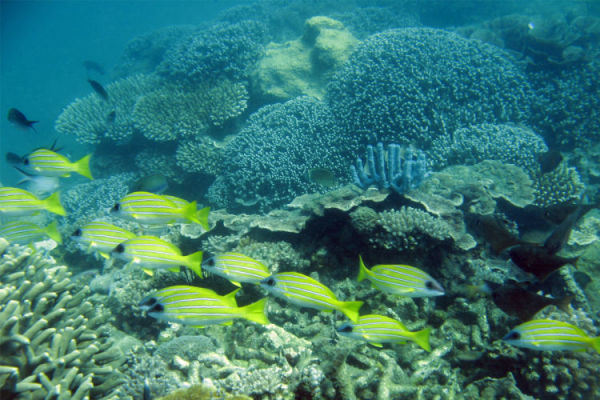 Tanga Coelacanth Marine Park